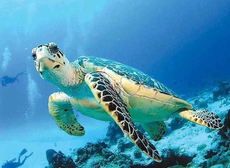 🌊🐢 МЕЖДУНАРОДНЫЙ ДЕНЬ МОРСКОЙ ЧЕРЕПАХИ! 🐢🌊

16 июня отмечаем день удивительных созданий, которым