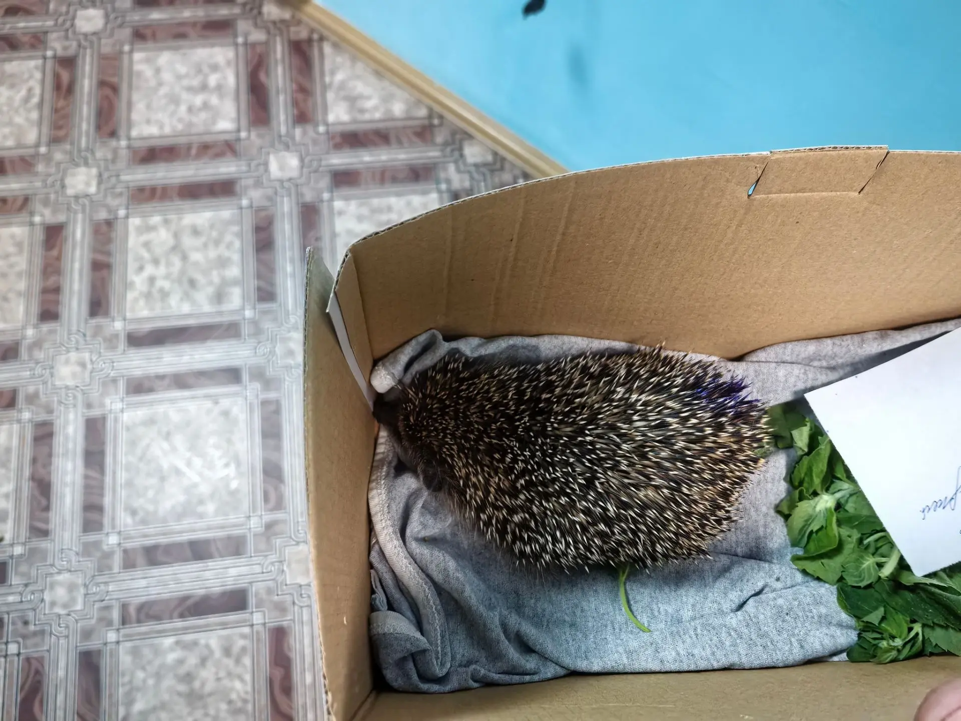 📸Наши пациенты
 
🦔У нас в клинике был самый колючий пациент! На прием принесли лесного гостя — ёжи