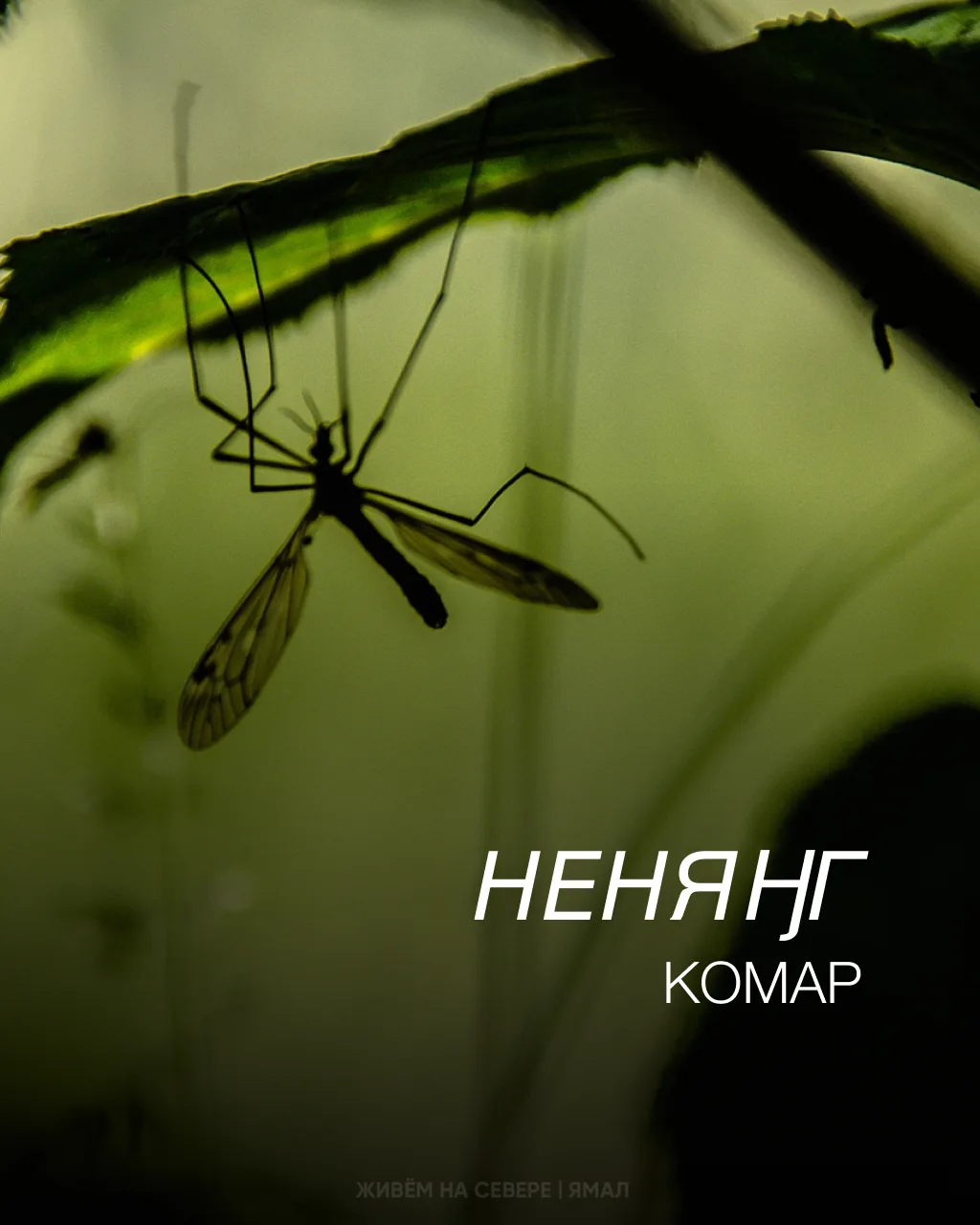 🌤️ О Севере на ненецком языке