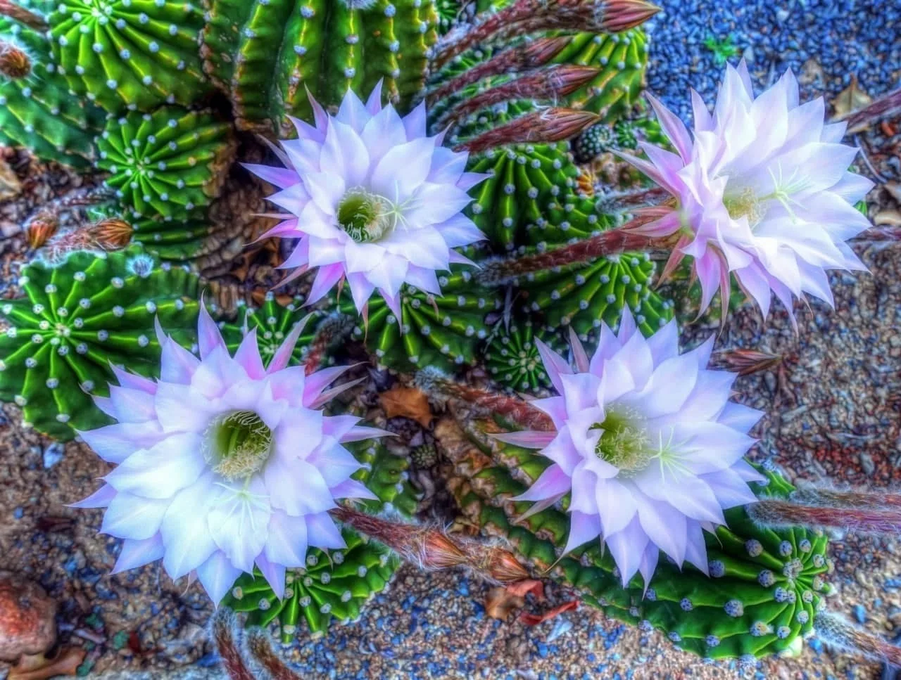Трихоцереус белеющий (Trichocereus candicans)