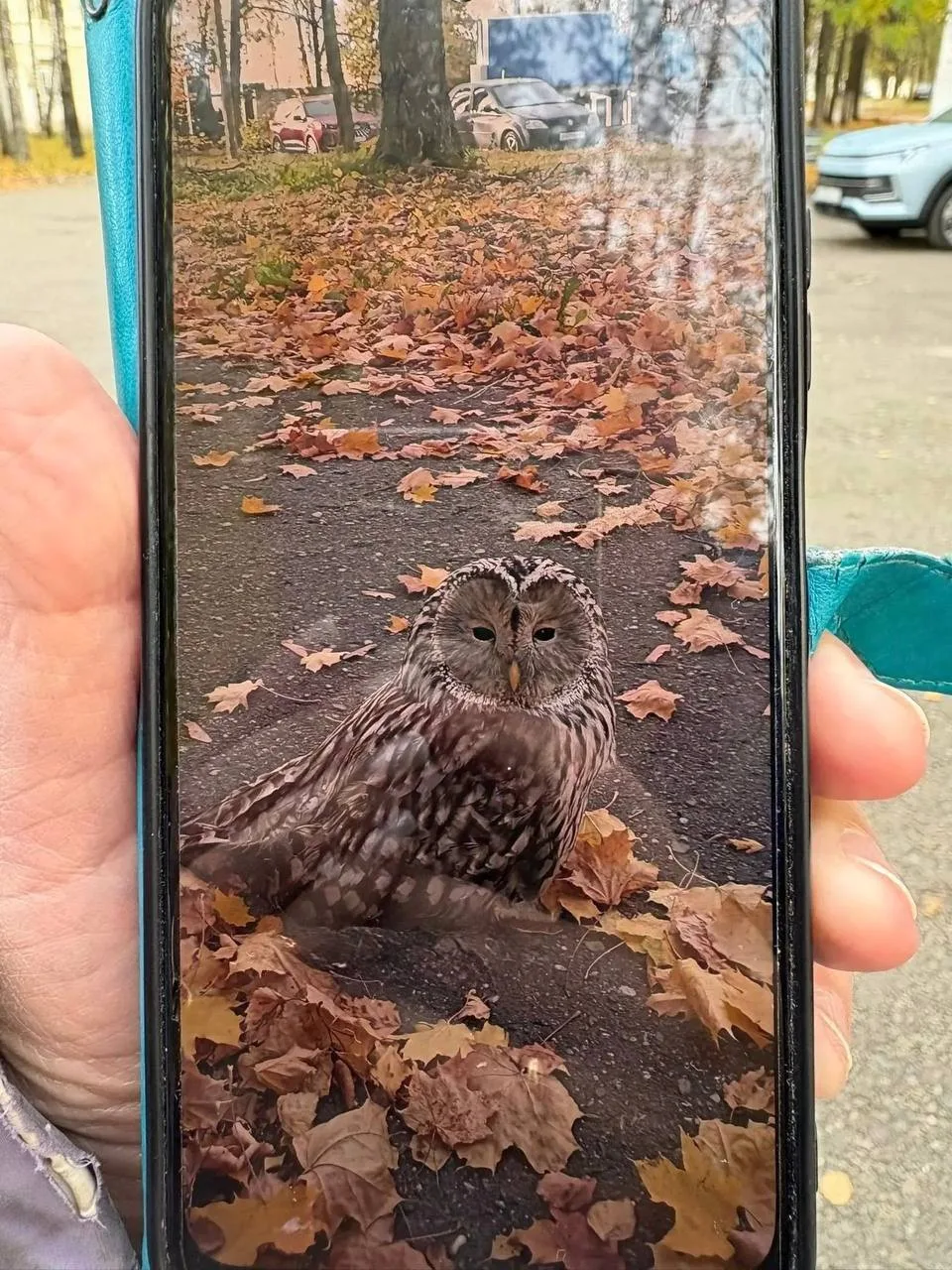 Совёнка заметили в Костроме