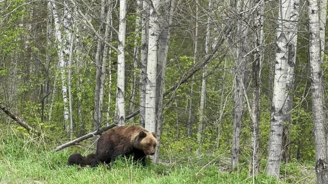 Медведи продолжают выходить к населённым пунктам Енисейского округа.
