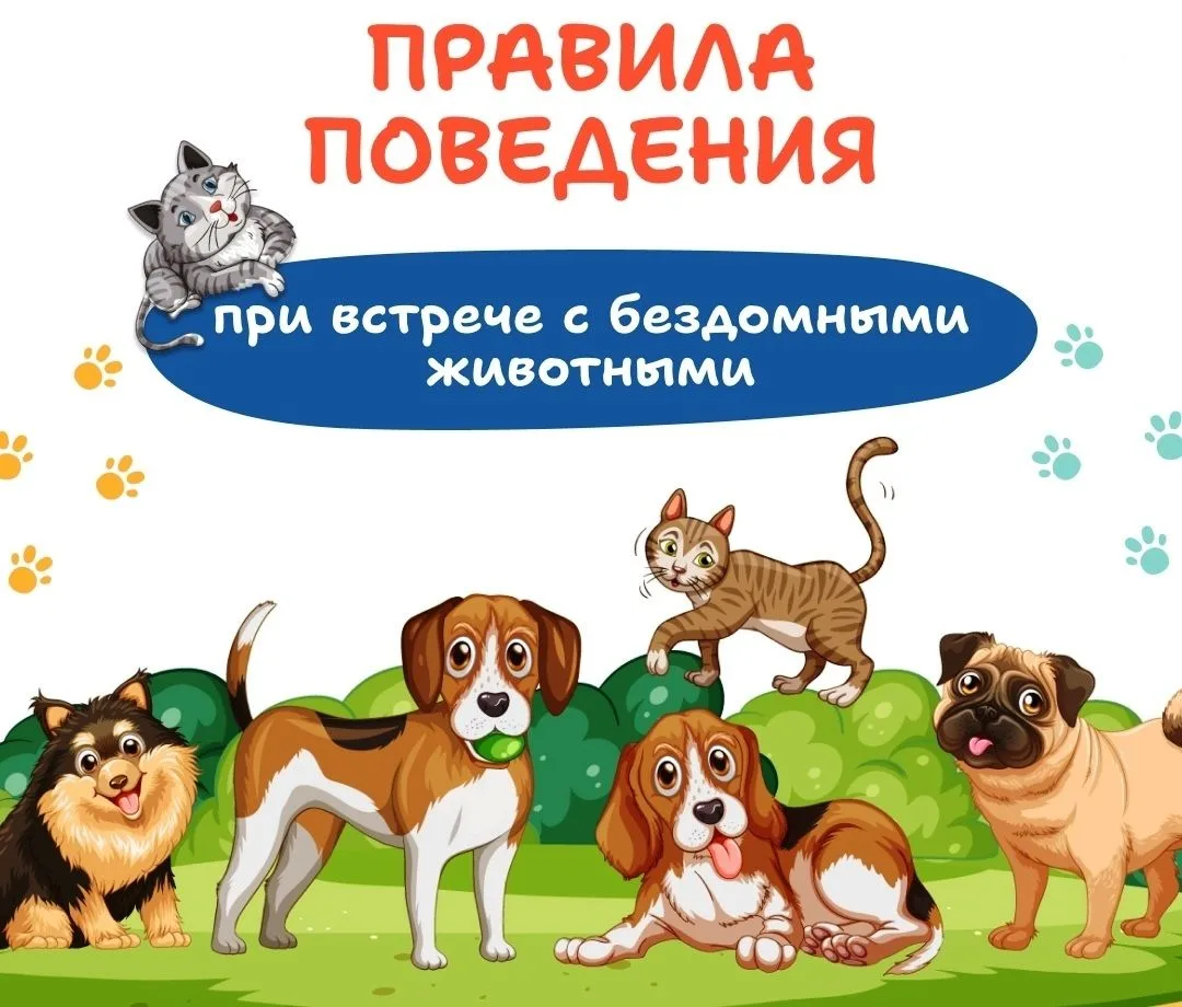 ‼️Правила поведения при общении с бездомными животными‼️