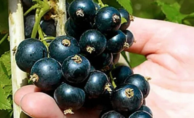 🍇 Уход за смородиной в мае: 5 шагов к щедрому урожаю