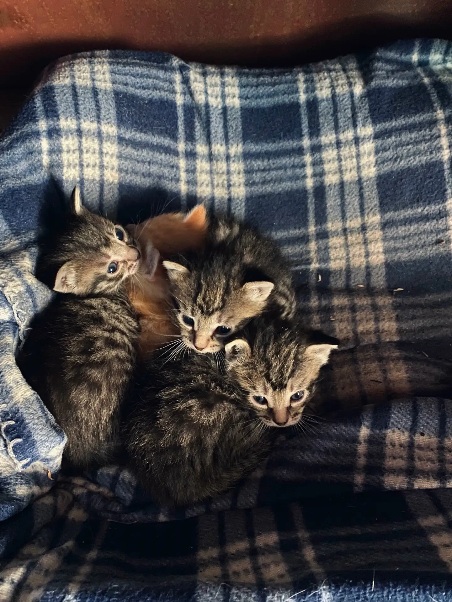 отдаем в добрые руки котят от самой ласковой на свете кошки! рыжий — мальчик, пятнистые...