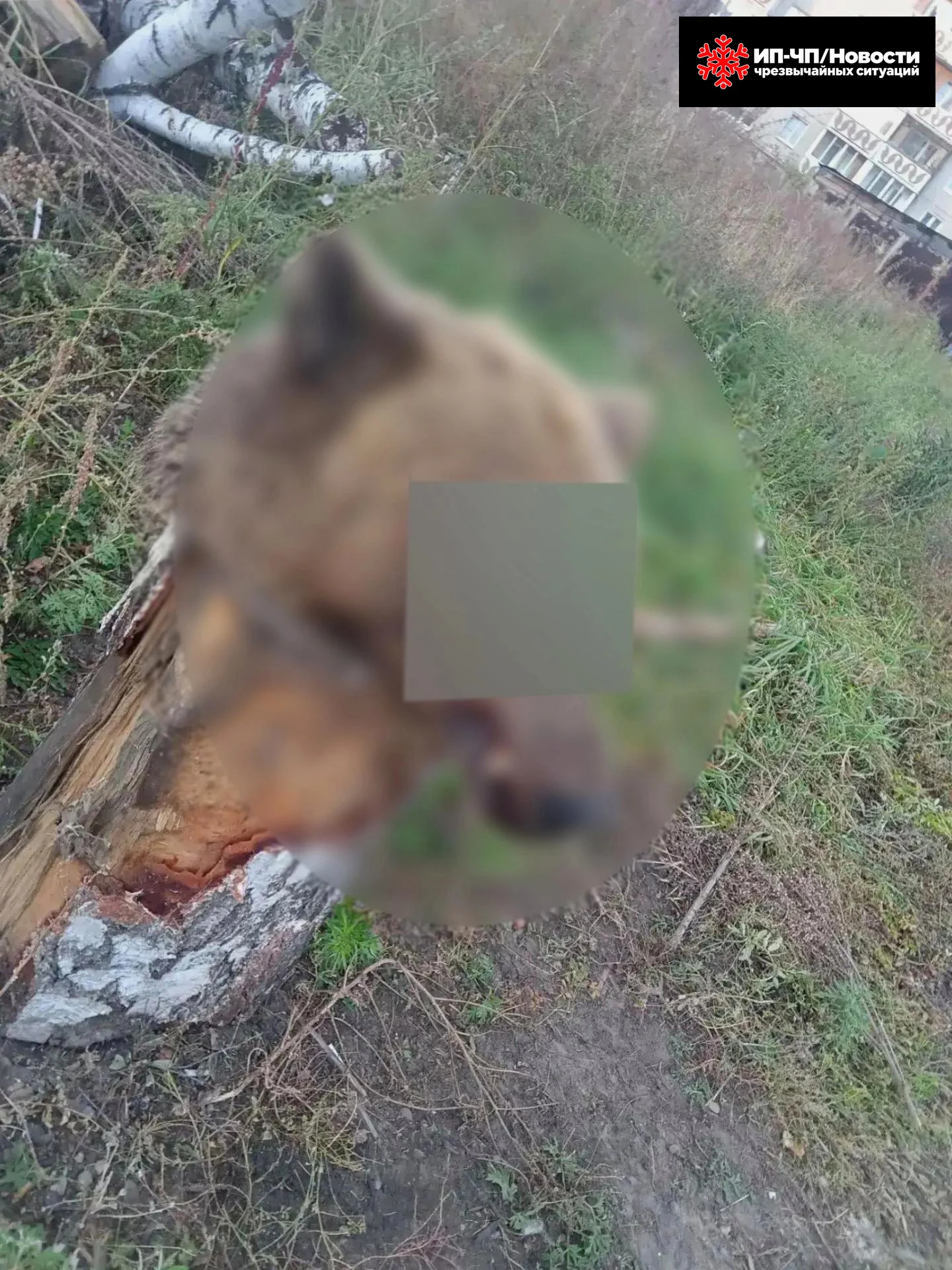 👆 Юг Иркутской области с начала октября погрузился в пучину крайне странных новостных ...