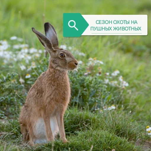 🗒️ 2 сентября 2026 года в 9.00 начинается прием заявлений и выдача разрешений на добыч...