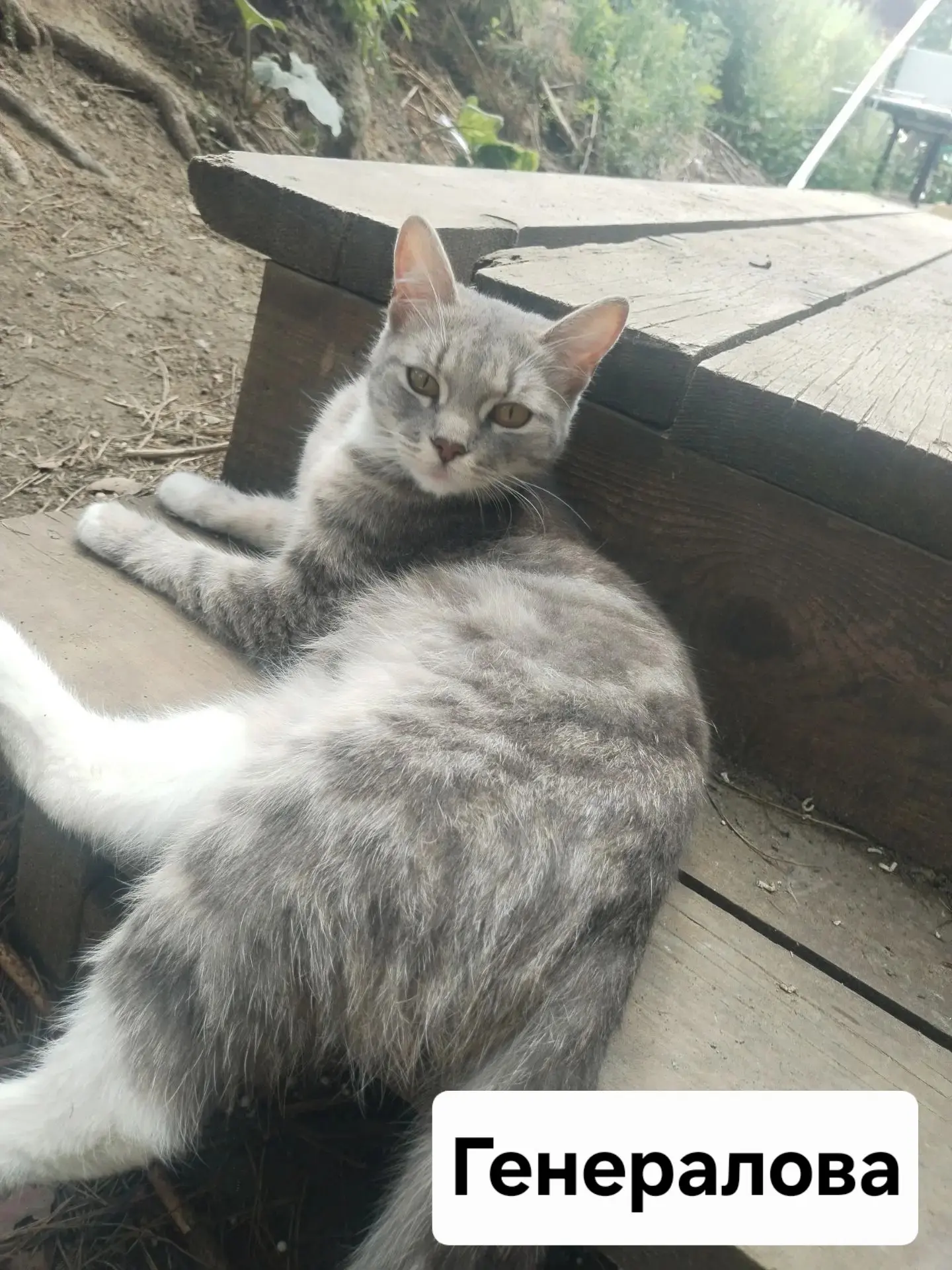 🐈 Кошечки в поисках дома, примерный возраст около 1 года
