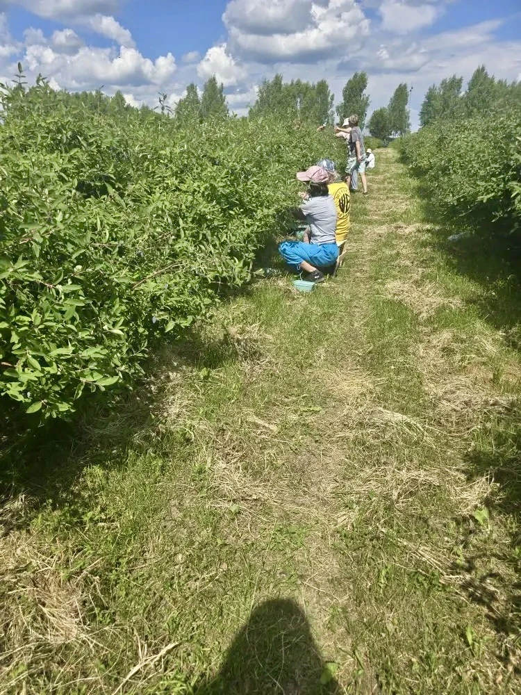 ✨На нашей экоферме начался первый сбор жимолости. 
Мы приобрели новую технику для сбора ягод, и тепе