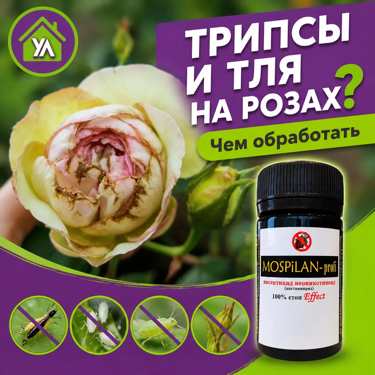 🌹 Бутоны роз портятся, а молодые побеги облеплены насекомыми?

Скорее всего, на розах поселились тл