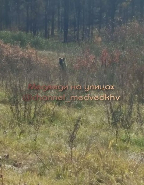 Медвежонок бегал вдоль дороги