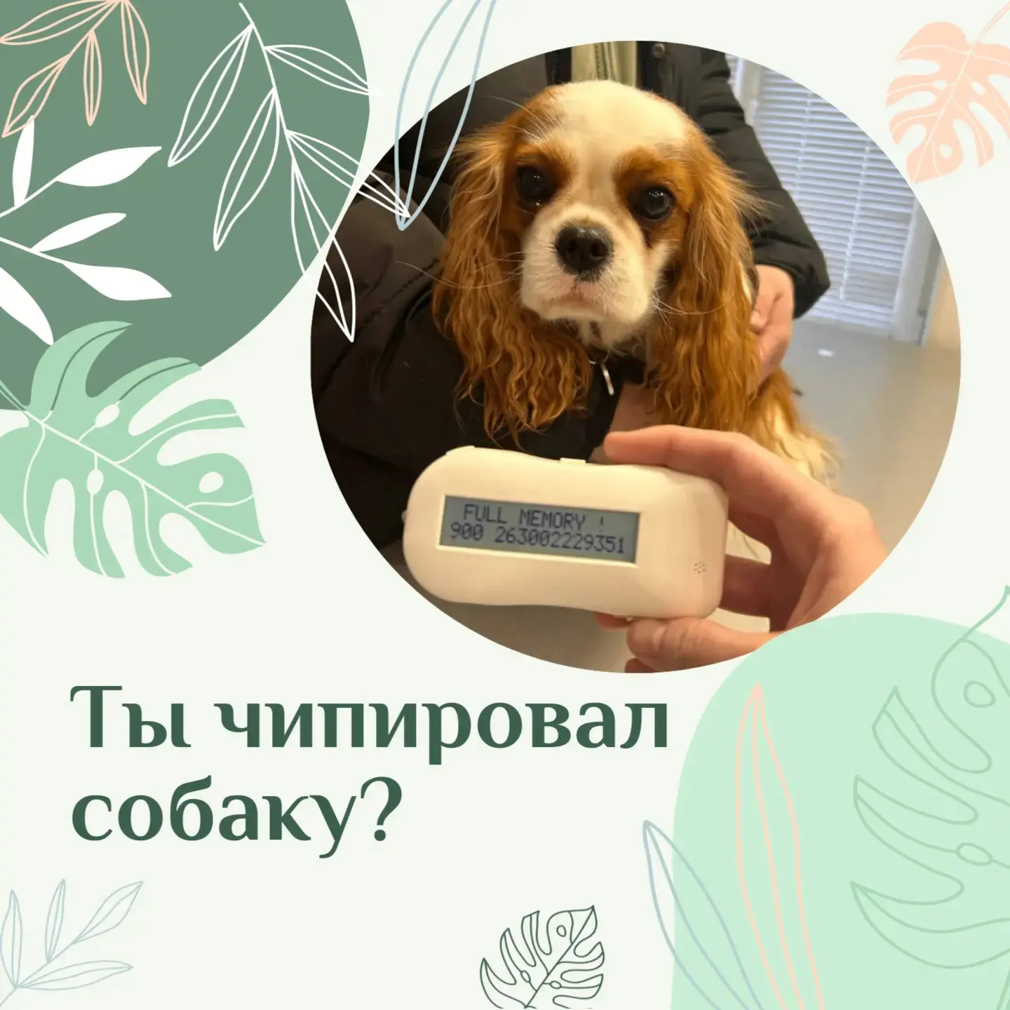 Владельцы собак в Татарстане: проверьте, стоит ли ваш питомец на учёте 

Чтобы прогулки были безопас