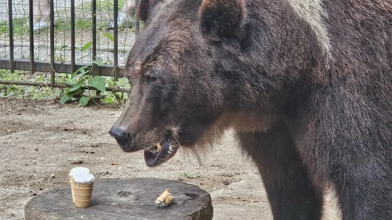 🐻 Новочебоксарскому медведю Потапу устроили «сладкое спасение» от жары

Из-за установившейся в горо