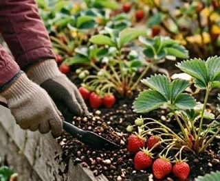 🍓 ЧЕМ ПОДКОРМИТЬ КЛУБНИКУ ОСЕНЬЮ И ЗАЧЕМ?