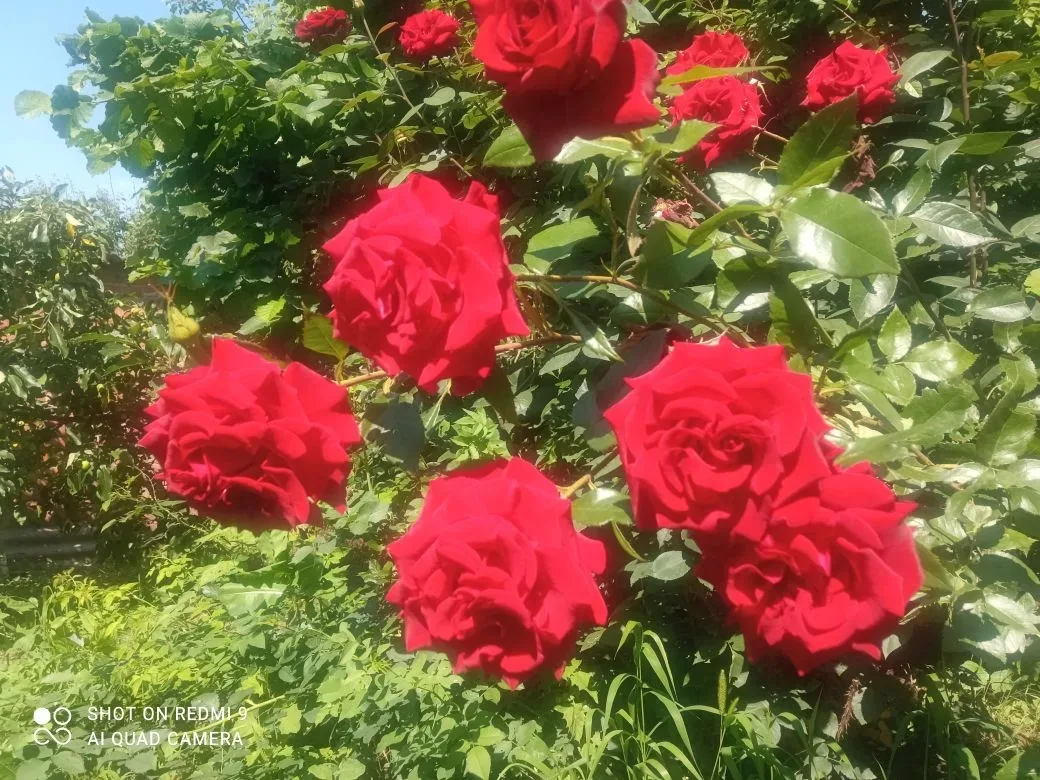 Фото участников акции «Королева цветника»🌹

Участник №49 - Татьяна, г. Апшеронск.

Напоминаем: фото