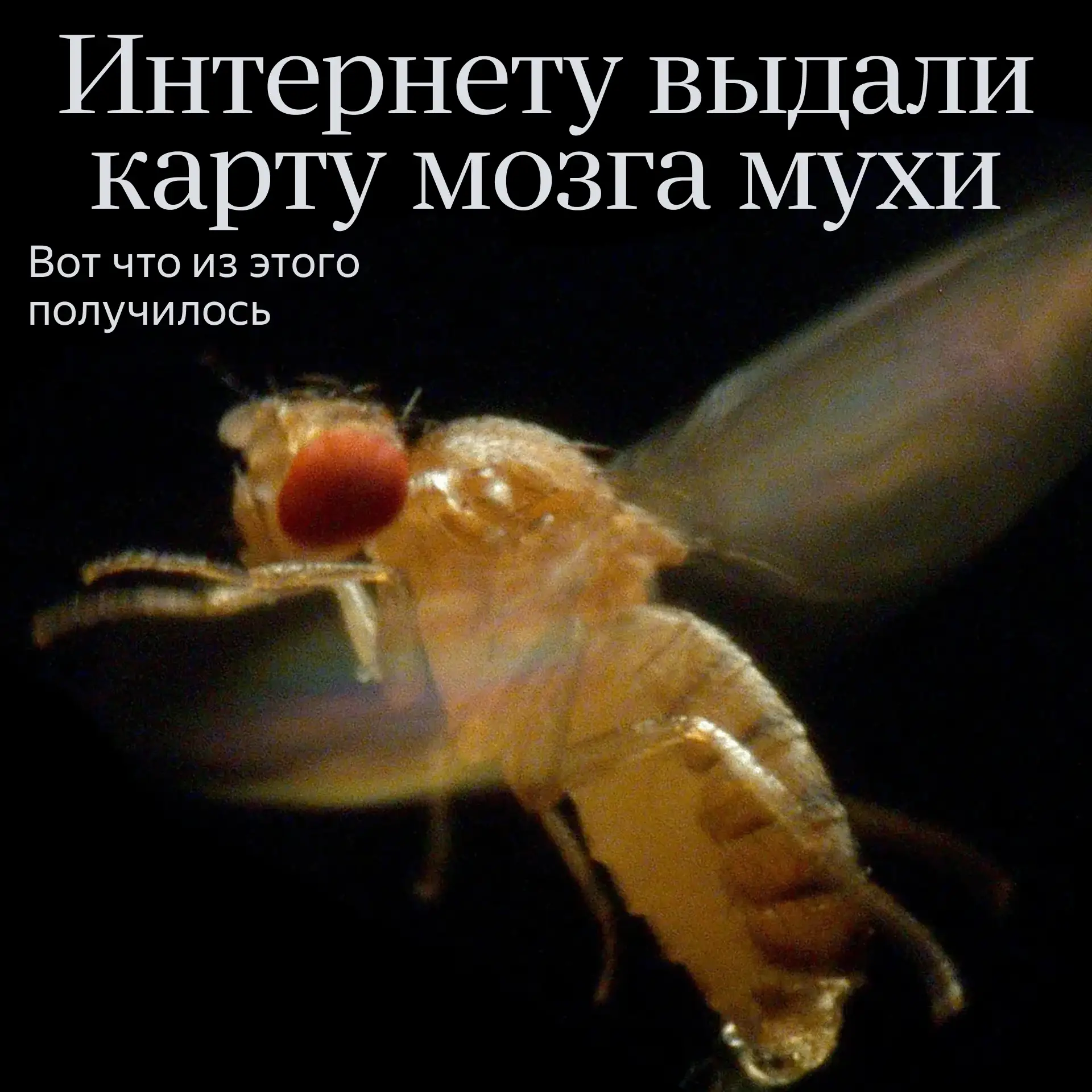 Мухи могут водить и включать поворотники