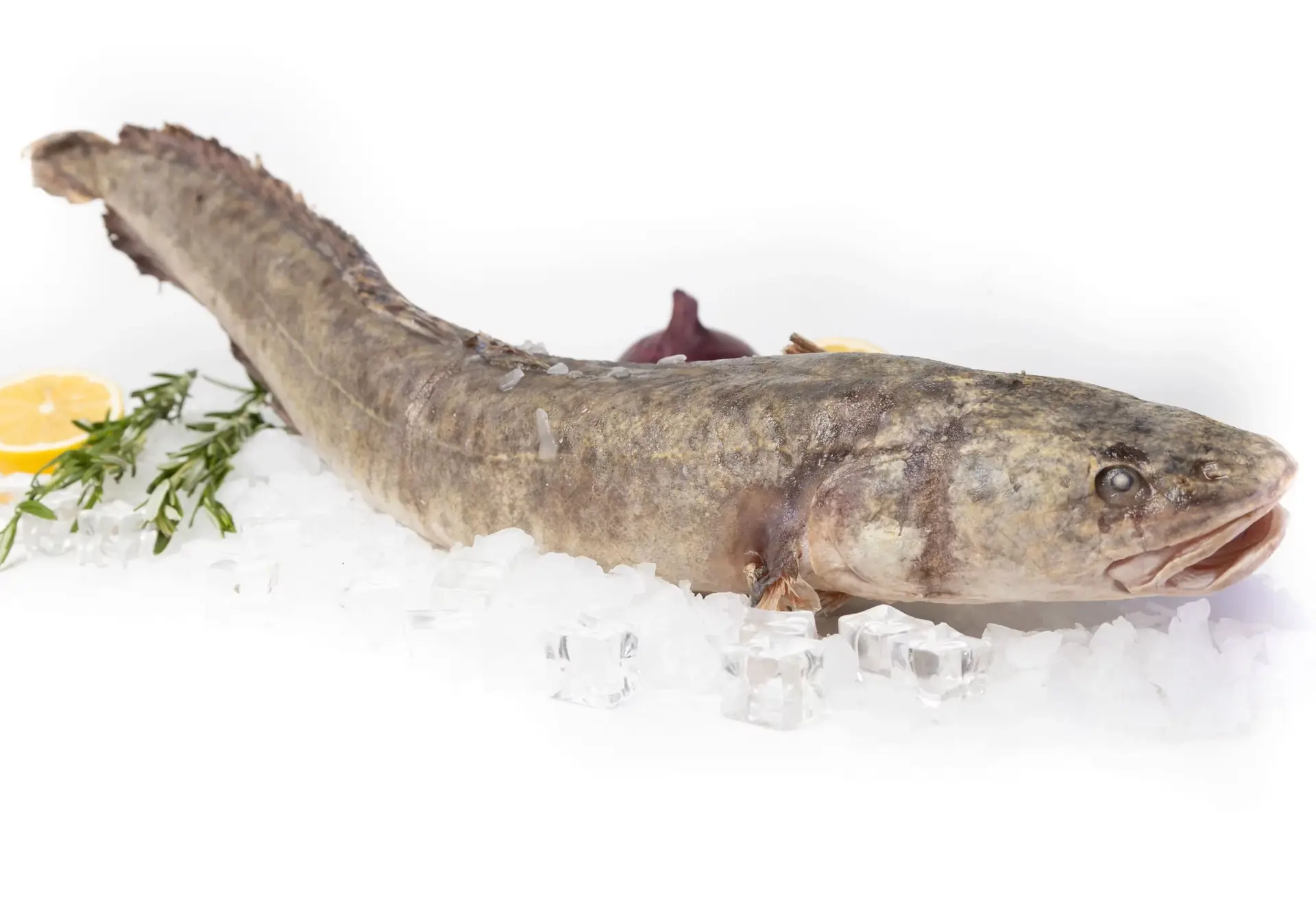 🐟 На реке мы лениво ловили налима…

Налим богат витаминами и минералами, поддерживает работу сердца