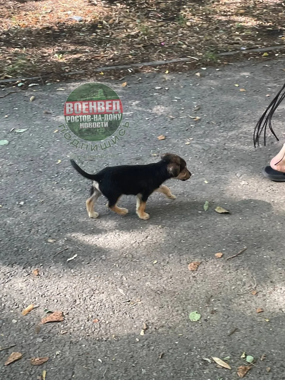 По Таганрогской, рядом с пятерочкой военторг бегает щенок, бежит за каждым человеком, явно кто-то по