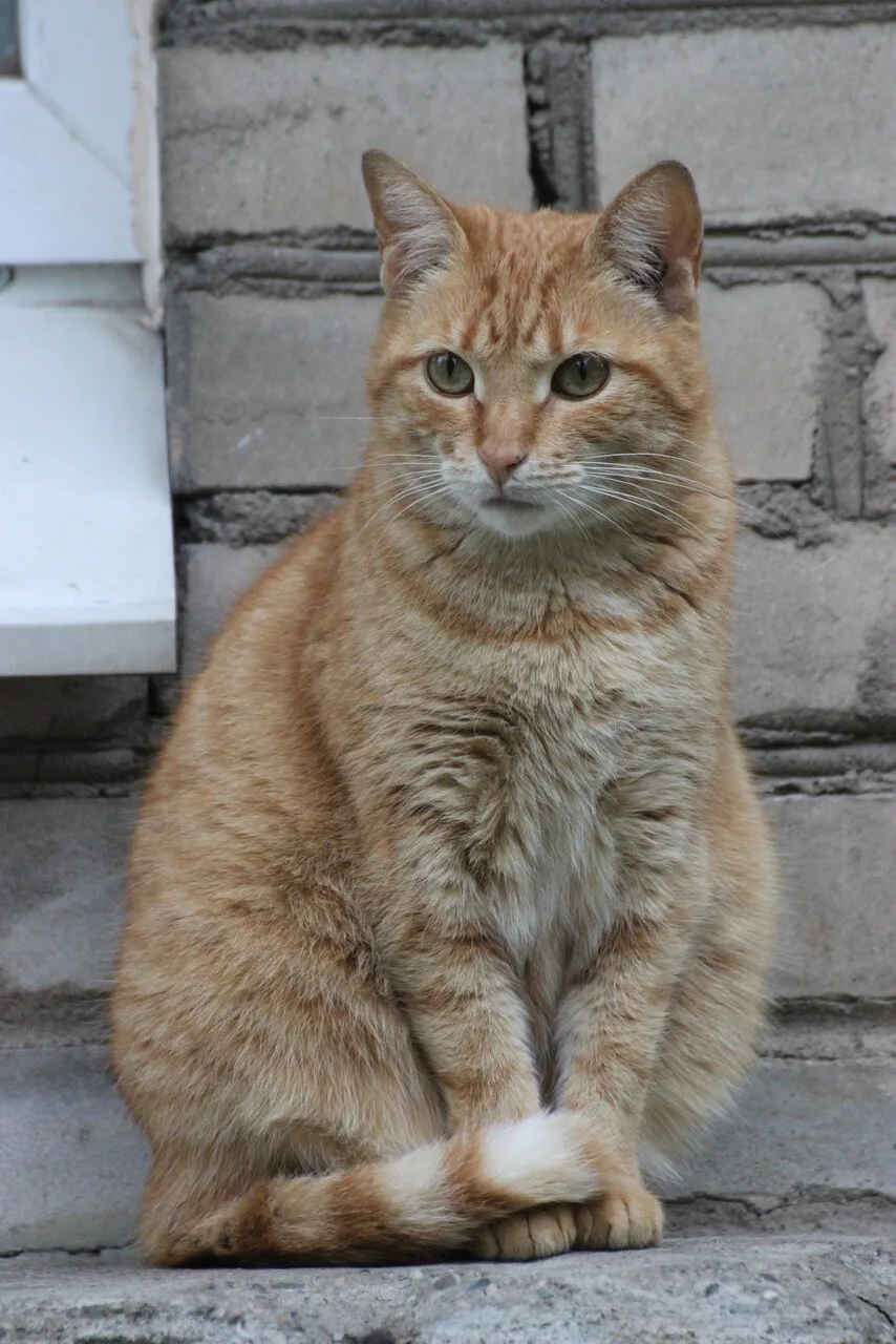 Колпинские котики