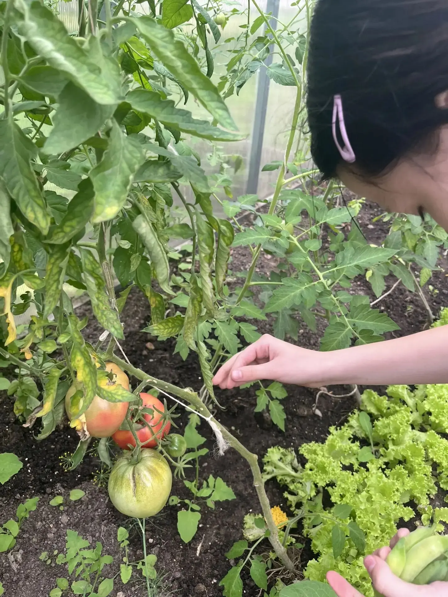 🌱 «Мы сажаем огород»: воспитанники продолжают собирать урожай! 🌱