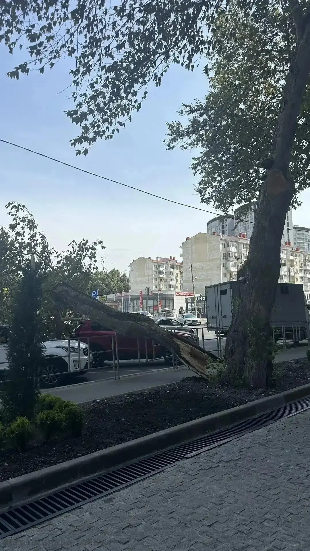 🌳 Шторм в Анапе продолжает преподносить сюрпризы