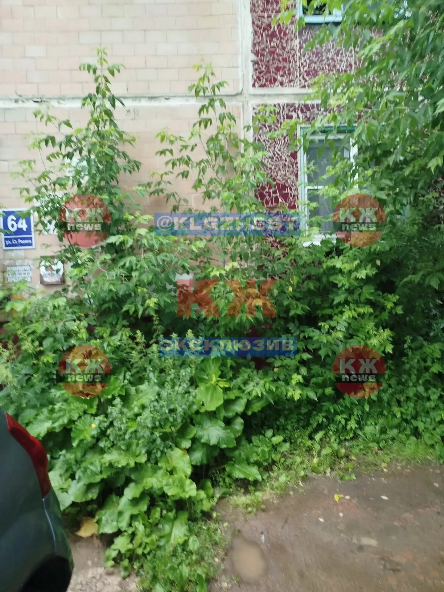 Вот такие заросли по ул. Ст. Разина, 64. Деревья растут из-под фундамента, тем самым ра...