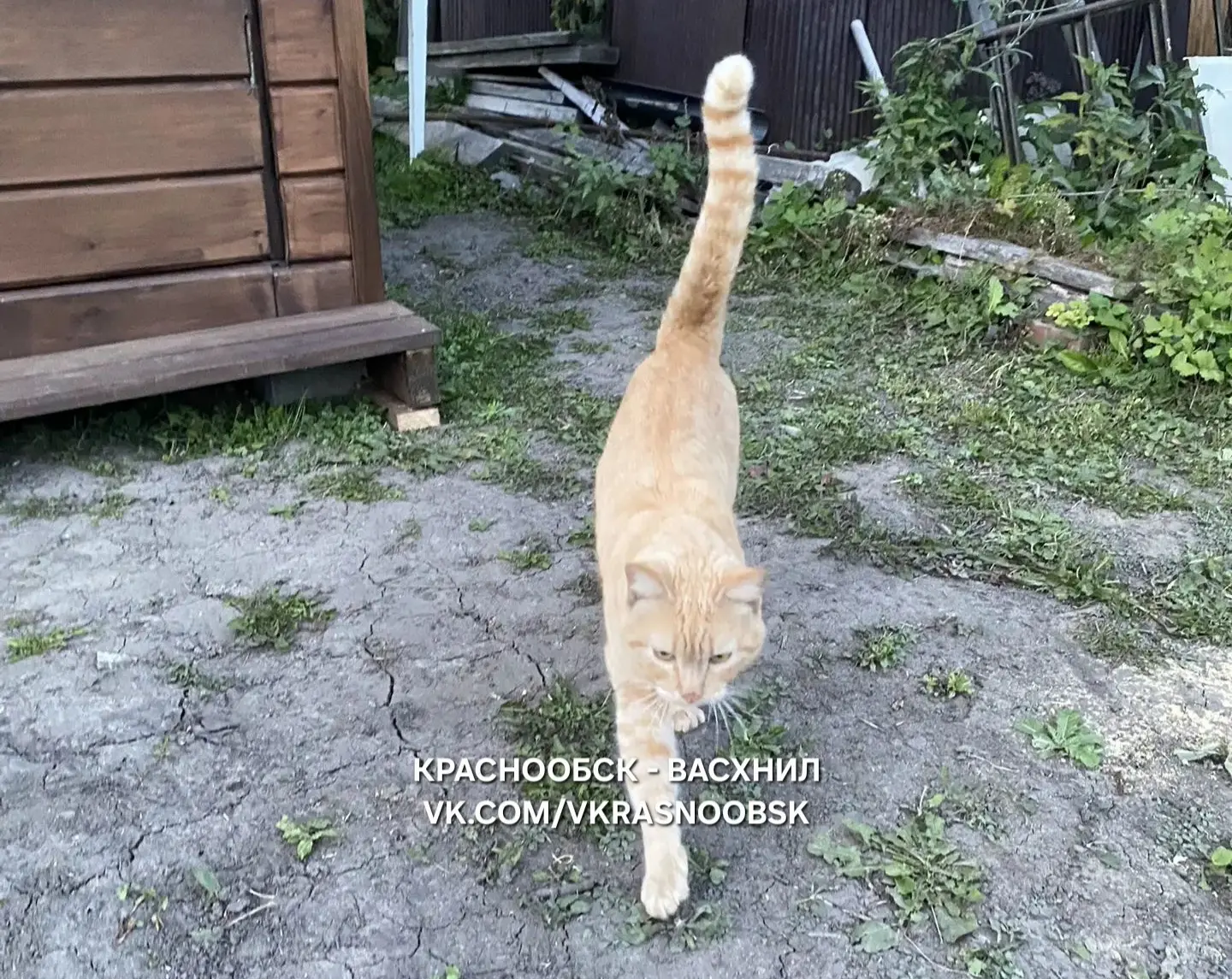 В СНТ «Тихие Зори» найден молодой рыжий кот.
