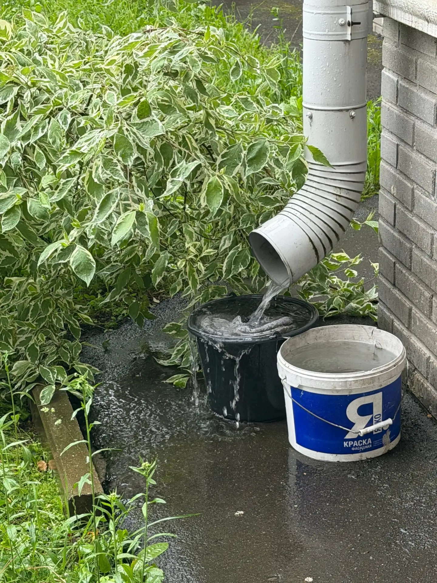 Хорошо поливает ☔️💦