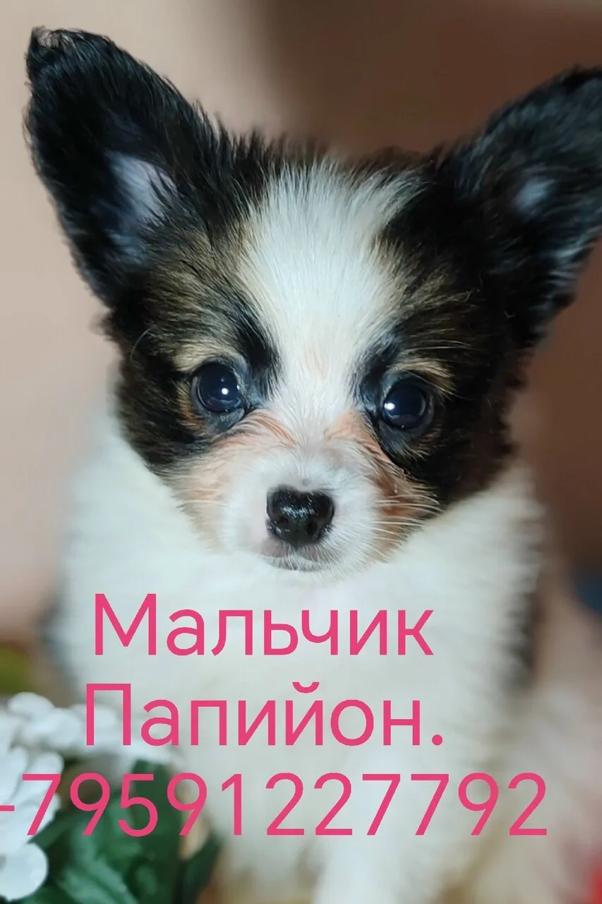 Продам щенков папильона (папийона), Луганск