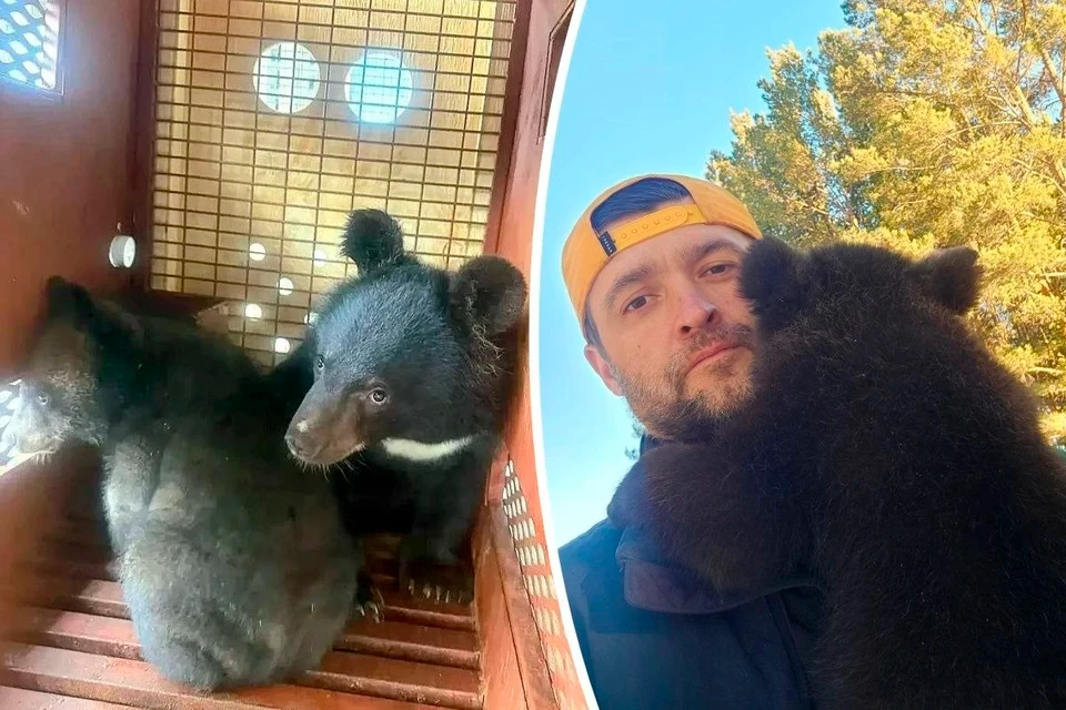 Два медвежонка летели через всю страну, чтобы обрести дом 🐻

Их зовут Форест и Гималай. Им пять мес