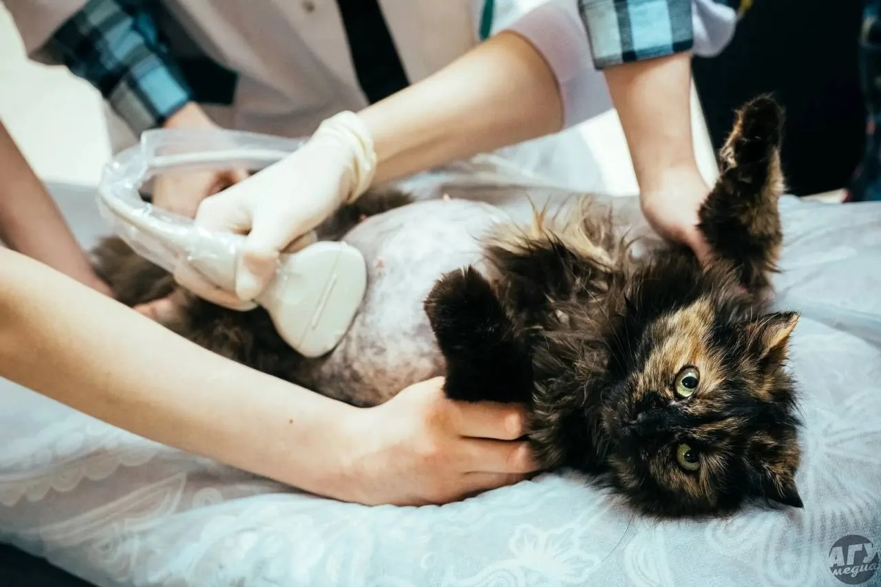 Дайджест 🐾
