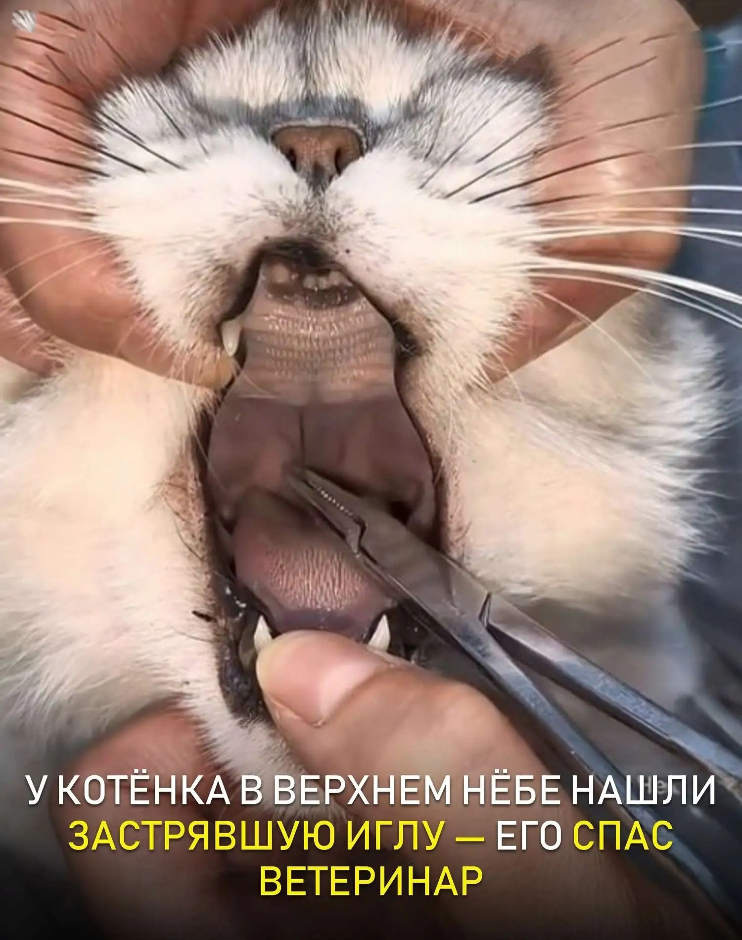 Хозяева забили тревогу, когда заметили, что котёнок перестал есть, пить, играть и почти не двигался.