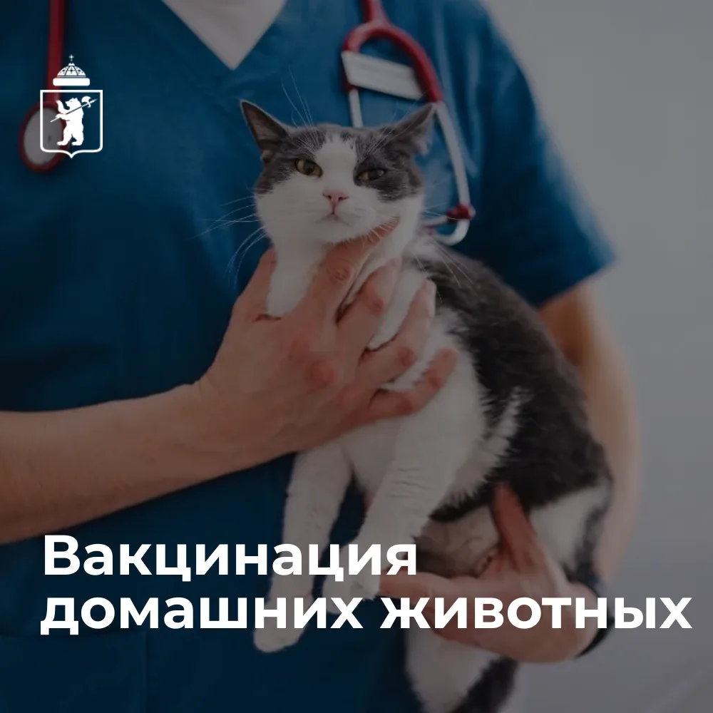 С 8 июня в Ярославле откроется государственный ветеринарный кабинет вакцинации (прививо...