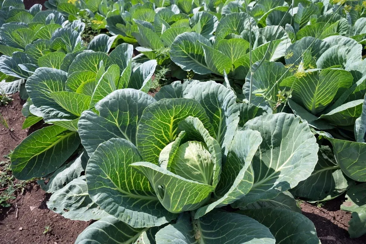 Защита капусты от вредителей — 2 способа 🥬