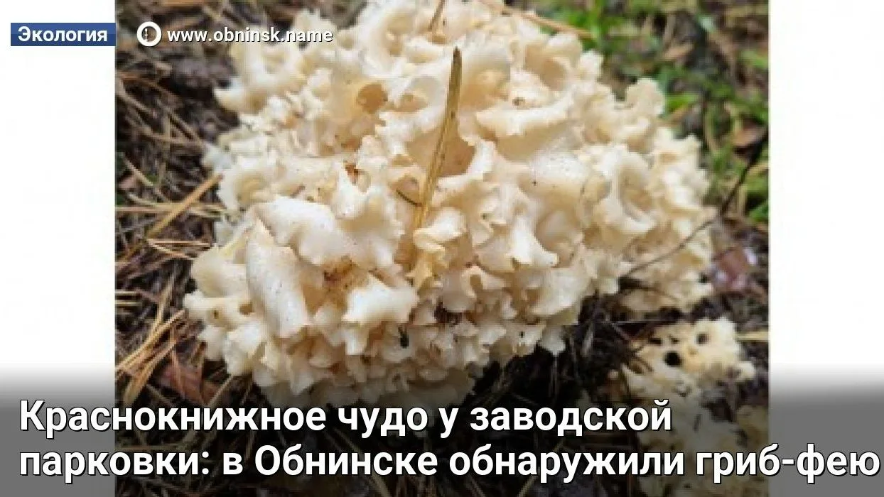 Краснокнижное чудо у заводской парковки: в Обнинске обнаружили гриб-фею