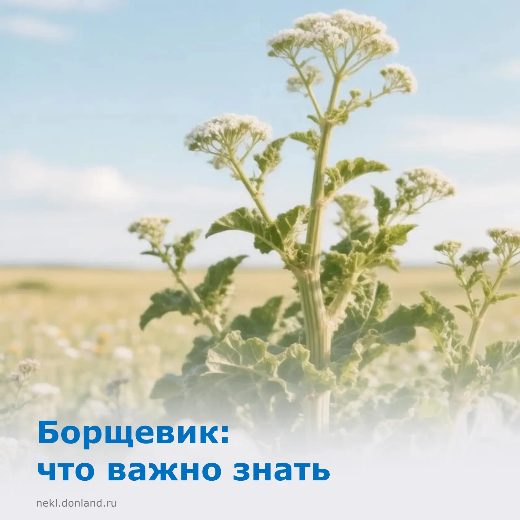 ❗ Не каждое растение безопасно. Борщевик представляет серьезную угрозу для здоровья, ос...