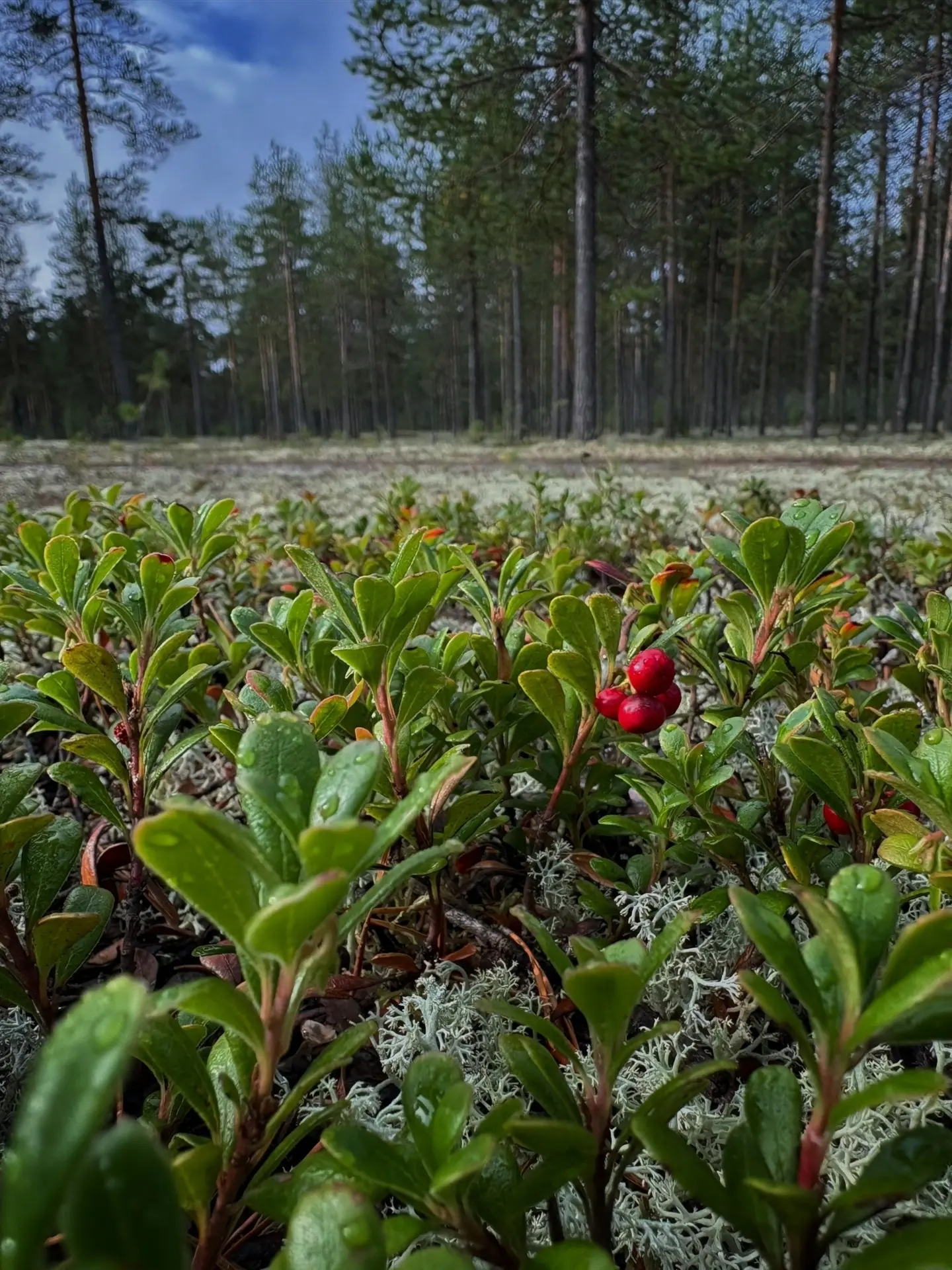 Красота нашей северной природы😍