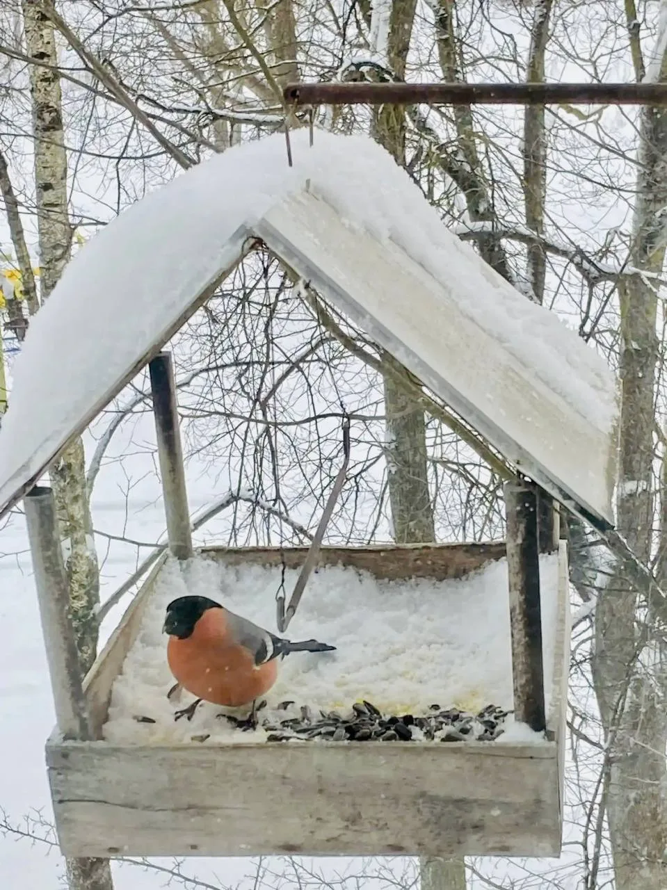 ❄️Вот и пришла настоящая зима, и вместе с морозами и снегами к нам пожаловали наши крыл...