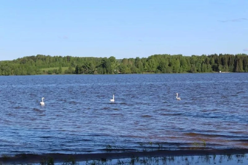 На Омутнинском пруду утонул 23 летний парень

В Омутнинском водохранилище, в необорудованном для куп