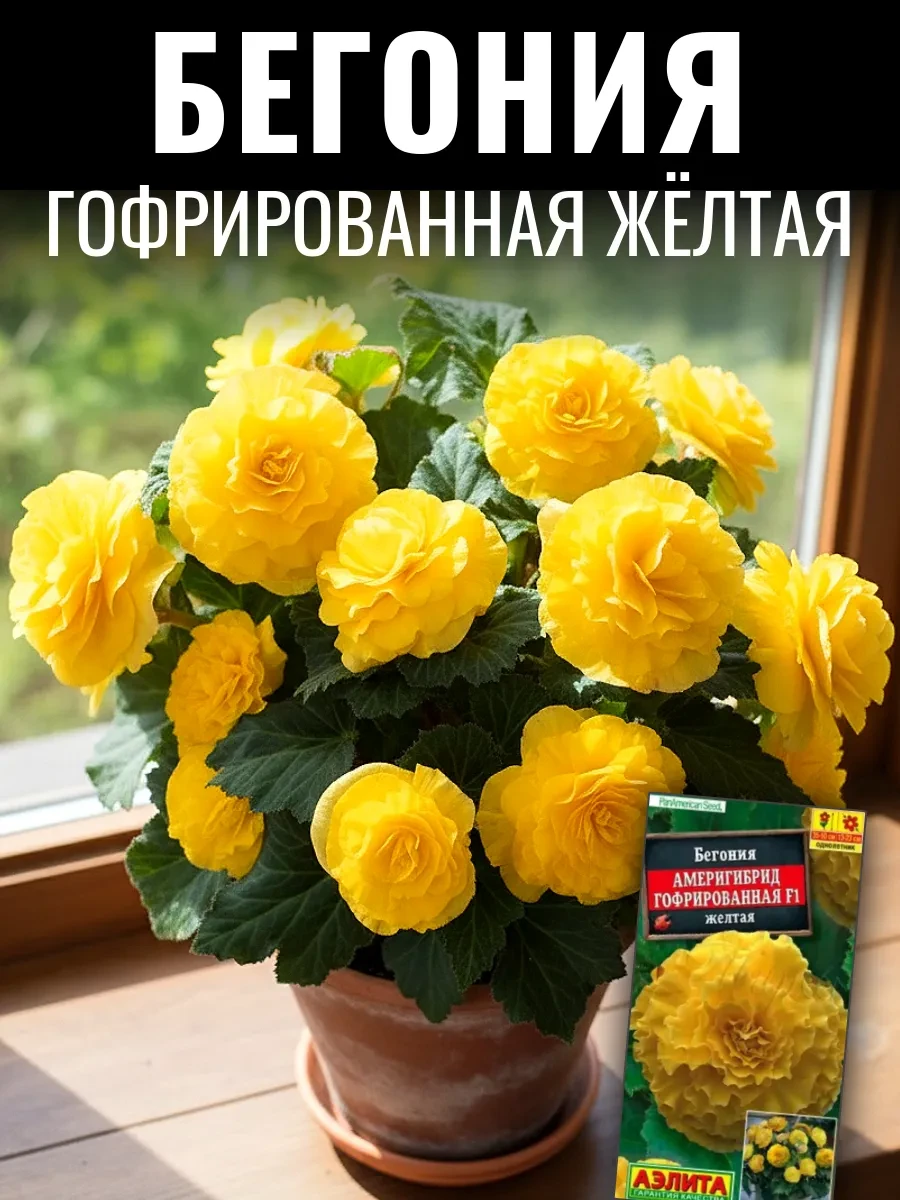 ✅ В наличии  БЕГОНИЯ АМЕРИГИБРИД ГОФРИРОВАННАЯ имеет феноменально крупные цветы, которые могут дости