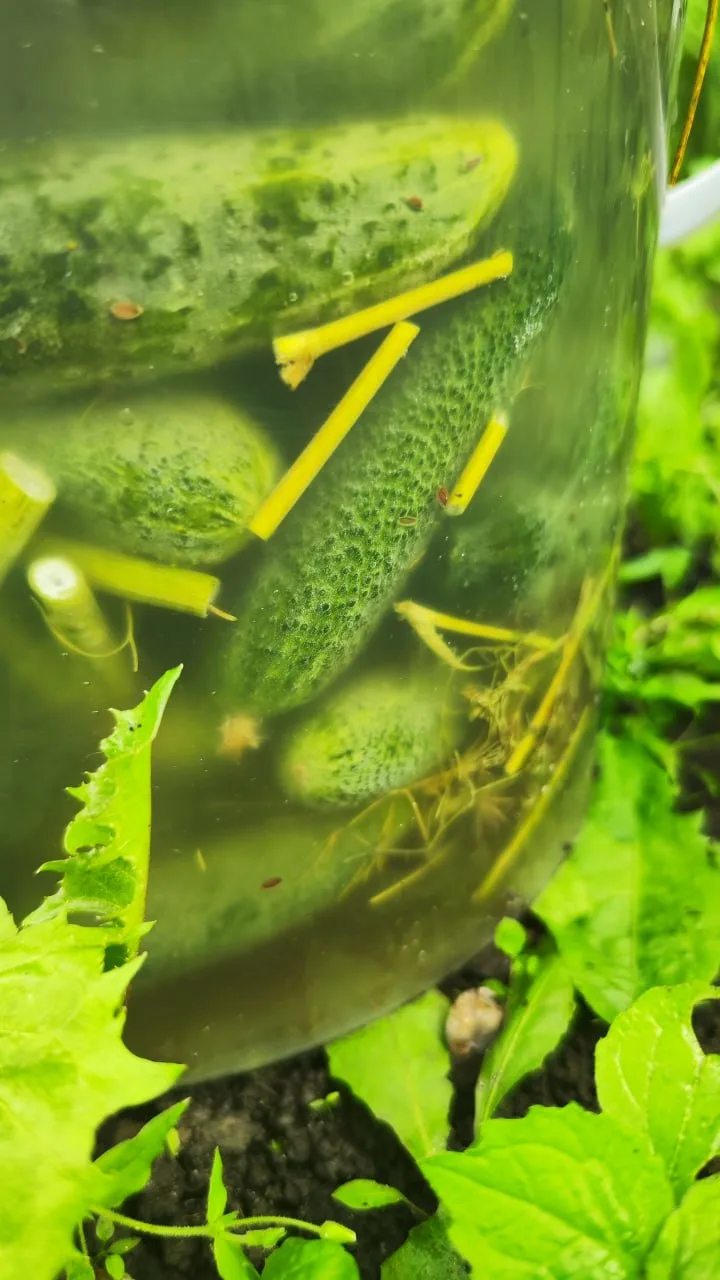 🥒 Малосольные огурцы снова в наличии.