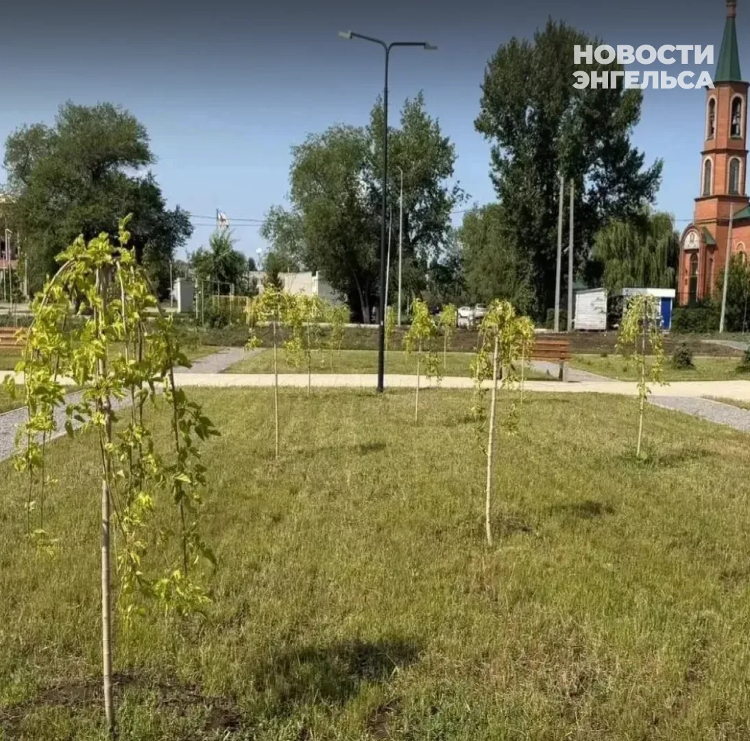 🌳 Этой осенью в Энгельсе высадят более 200 деревьев и кустарников