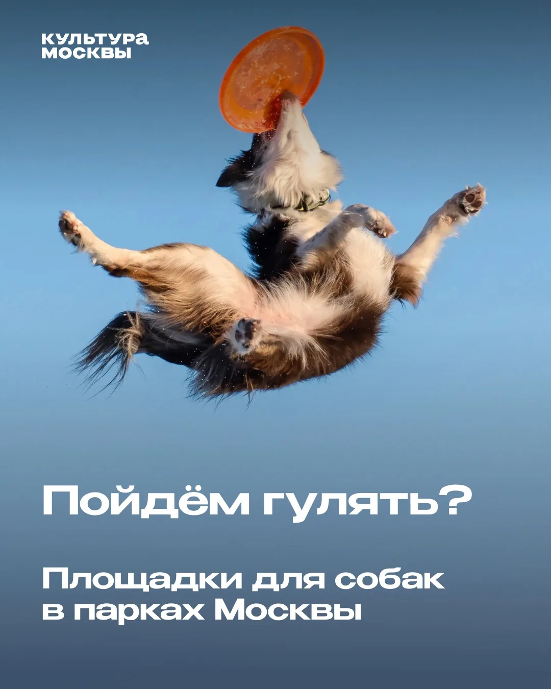 Не знаете, где погулять с собакой? Ответ на этот вопрос прост как никогда — в московских парках!

Пл