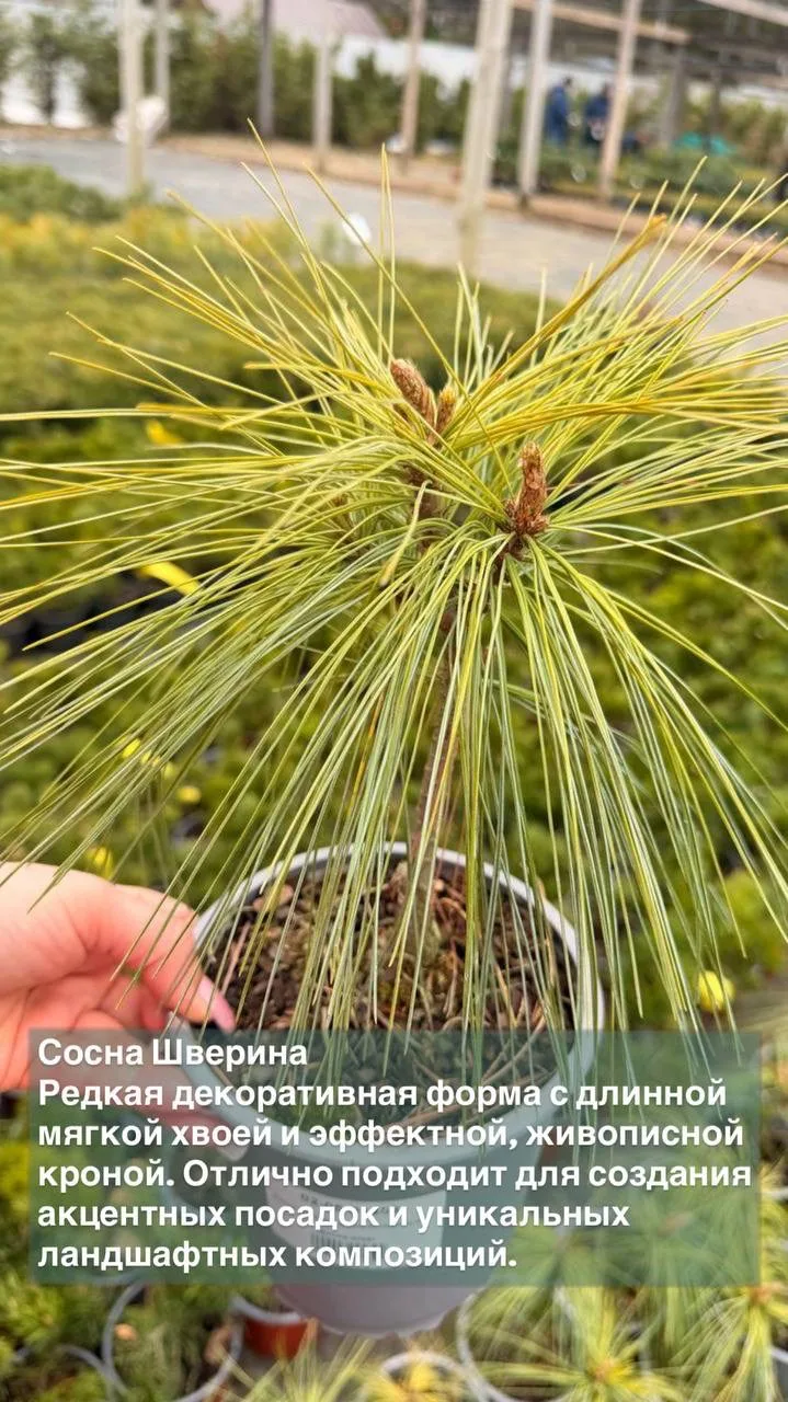 🌲 ✨ Немного классики, немного редкостей и много вечнозелёной красоты.