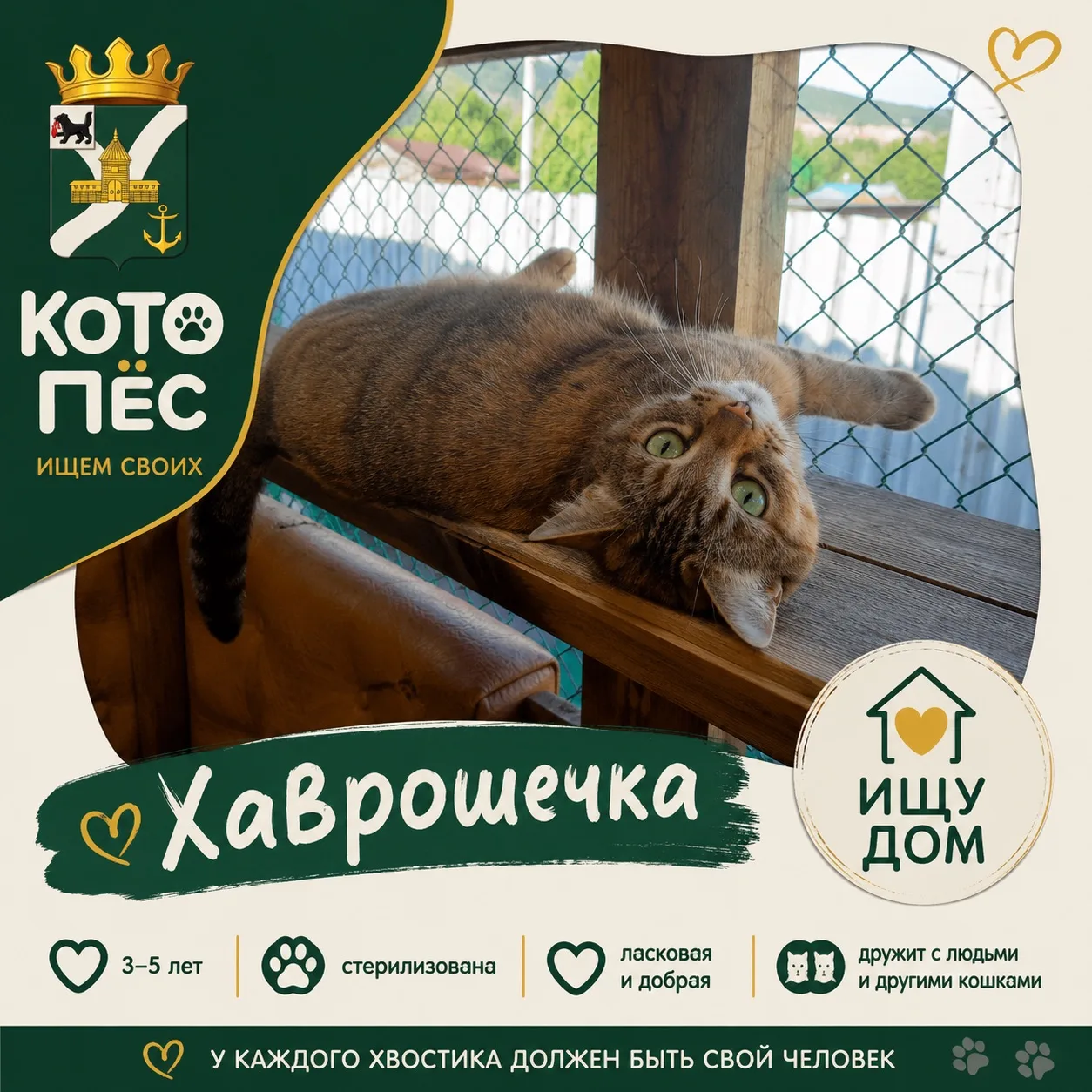 🐾 КОТОПЁС | Ищем своих