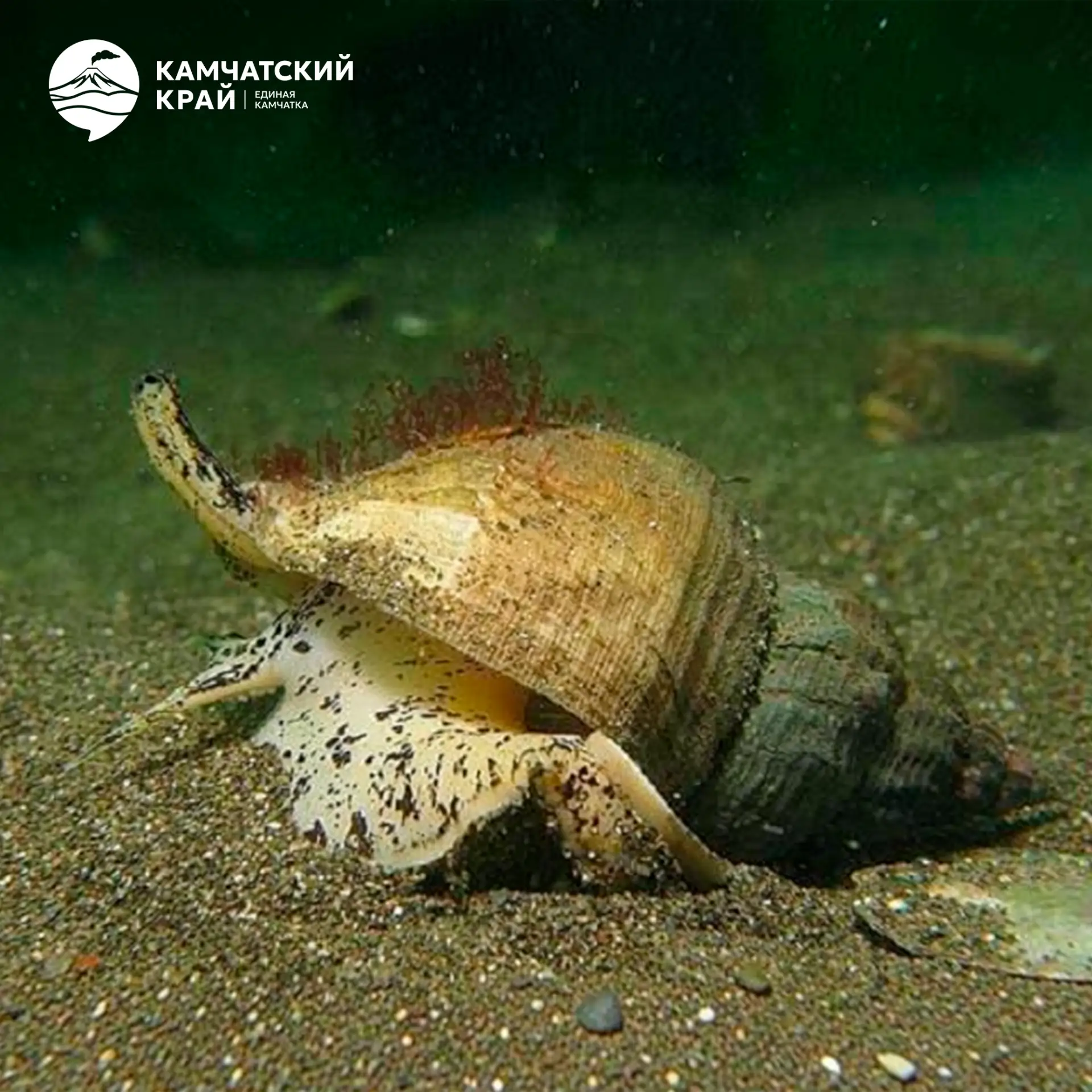 🐚 Трубач — донный хищник в прочной раковине.