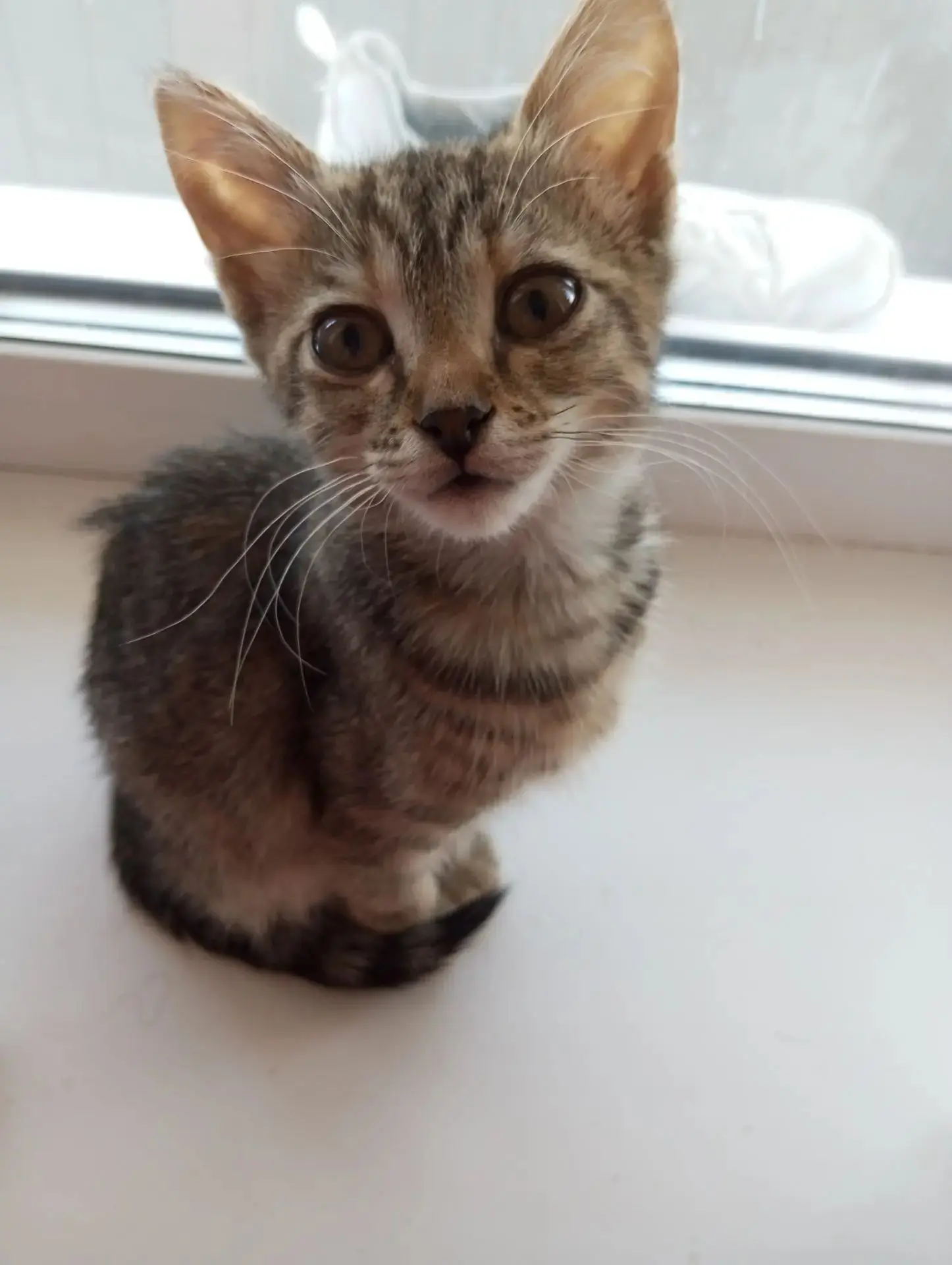 Котёнок девочка Мия в самые добрые руки 🐱