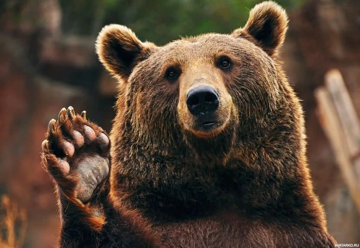 🐻 Косолапая угроза!

❗️Уважаемые жители и гости города! Неподалеку от атомной электростанции был за