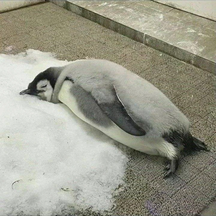 🐧 Пингвины делают "снежки" для игры

Некоторые просто катают и бросают комки снега ради удовольстви