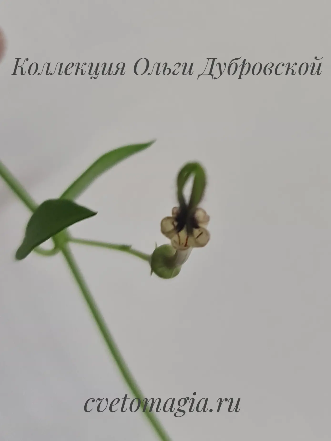 🏛️ Живой канделябр: утонченная экзотика церопегии Барклая (Ceropegia barklyi)